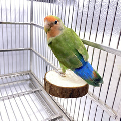Wooden Parrot Platform with Swing and Toy Supplies